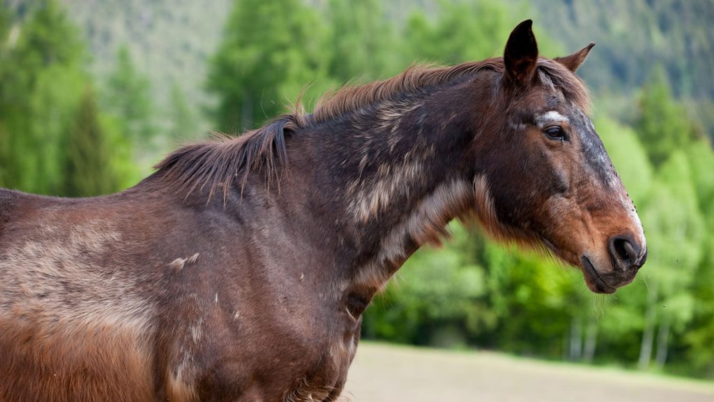 Mengenal Penyakit Cushing pada Kuda
