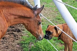 Penyakit Rabies pada Kuda yang Mematikan
