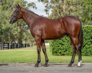 Kuda-Kuda Paling Mahal di Dunia