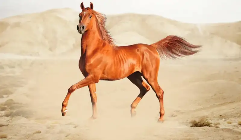 Keindahan dan Keistimewaan Kuda Arab (Arabian Horse)
