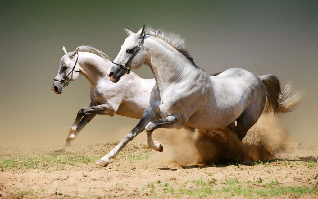 Kuda Arab-Barat, Gabungan Kecantikan dan Keandalan