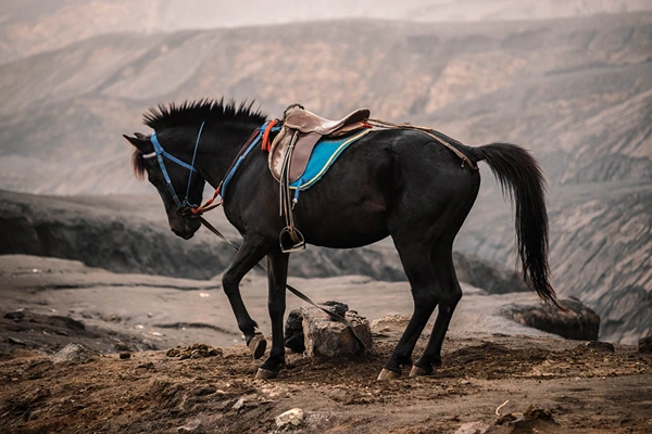 Kuda Konservasi, Warisan Berharga yang Harus Dilestarikan