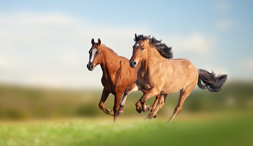 Kuda Pemburu, Kekuatan dan Keandalan di Dunia Berkuda