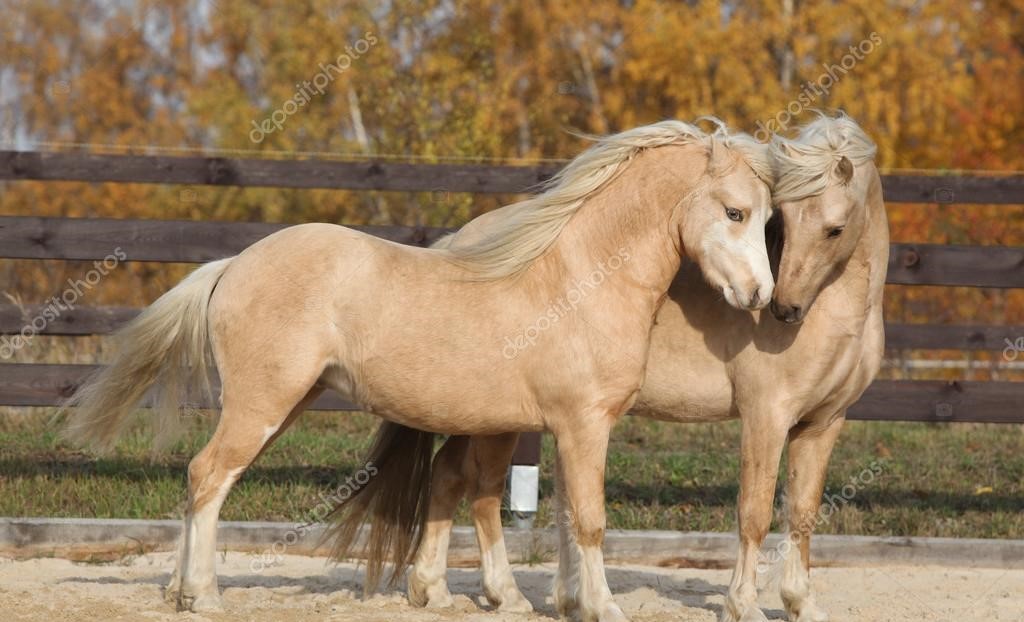 Kuda Poni Welsh Dengan Kecantikan dan Kepribadian Memukau