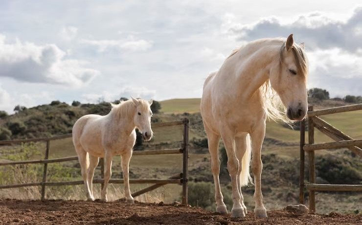 Kuda Ternak, Kekuatan dan Kecantikan di Dunia Pertanian 